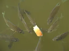 Image for Bait Pieces Blog Post